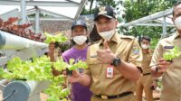 Bupati Tangerang Tinjau Lahan Pertanian Hidroponik Di Tigaraksa