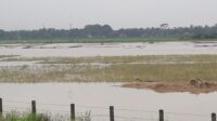 Dinilai Tidak Matang Dalam Perencanaan Tol Serpan, Petani Di Serang Terancam Gagal Panen
