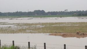 Dinilai Tidak Matang Dalam Perencanaan Tol Serpan, Petani Di Serang Terancam Gagal Panen