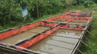 Bantuan Percontohan Budidaya Ikan Lele Di Kecamatan Warunggunung Gagal