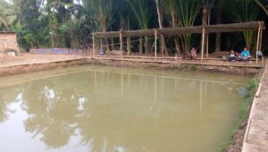 Hanya 10 Ribu Saja Mancing Lele Sepuasnya Di Cibadak
