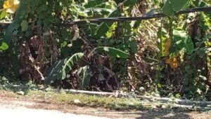 Warga Panggarangan Minta PLN Rapihkan Kabel Jaringan