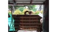 Nasib,, Niat Beli Obat Ke Puskesmas, Wanita Sedang Jalani Isolasi Mandiri Di Marahi Tetangga