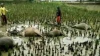 Pengembala Dan Lima Kerbau Tewas Di Tengah Sawah,Di Duga Ini Penyebabnya