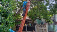 Kabel Kanal Listrik Ditimpa Batang Pohon, PLN UP3 Bintaro Sigap Layani Warga Kelurahan Jurangmangu Barat