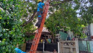 Kabel Kanal Listrik Ditimpa Batang Pohon, PLN UP3 Bintaro Sigap Layani Warga Kelurahan Jurangmangu Barat