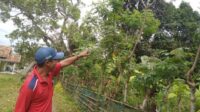 Warga Kp Pabuaran Desa Jayanti Di Keluhkan  Keberadaan Seekor Monyet Ganggu Masyarakat