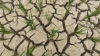 Kecewa Tak Ada Pasokan Air, Petani Di Baksel Cabut Padi Yang Baru Di Tanam