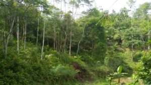 Ini Pengakuan Kades Sarageni Soal Pembebasan Lahan Untuk Kandang Ayam