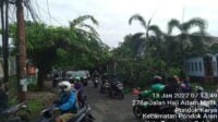 Pohon Tumbang Di Jalan Adam Malik, Bahayakan Pengguna Jalan