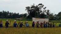 Panen Akbar Perdana Padi Sri Organik Program PSRLB CSR, Program CSR Pertamina Pendopo Field