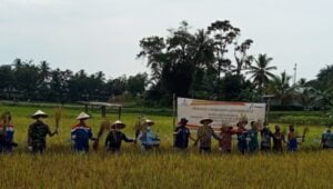 Panen Akbar Perdana Padi Sri Organik Program PSRLB CSR, Program CSR Pertamina Pendopo Field