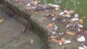 Perihal Matinya Ribuan Ikan dikawasan Wisata Situ Rawa Binong, Yopi Kawali ; Diduga Tercemar Limbah B3