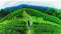 Kebun Teh Cikuya Masih Jadi Destinasi Wisata Unggulan Di Lebak