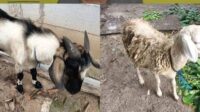 Pencuri Kambing Di Jambe Tertangkap Satreskrim Polsek Tigaraksa, Satu Kabur