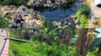 Saluran Irigasi Tertutup Sampah Petani Di Tambun Utara Rentan Gagal Panen