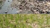 Dampak Pencemaran Lingkungan Hidup, 500 Ha Sawah Kab Bekasi Terancam Gagal Panen