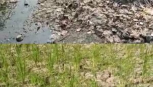 Dampak Pencemaran Lingkungan Hidup, 500 Ha Sawah Kab Bekasi Terancam Gagal Panen