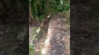 Diduga Kurang Perhatian Dari Pemkab Bekasi Ratusan Hektar Sawah Terancam Gagal Panen