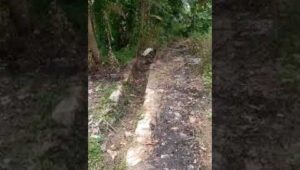 Diduga Kurang Perhatian Dari Pemkab Bekasi Ratusan Hektar Sawah Terancam Gagal Panen