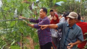 Menggalakan Bidang Pertanian, H. Kristian Anggota DPRD PALI Fraksi PDIP Kunjungi Kebun KWT Mekar Sari