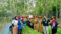 KWT MEKAR SARI KELURAHAN TALANG UBI UTARA PALI SUKSES PANEN PERDANA BERBAGAI MACAM JENIS SAYURAN