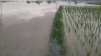 Sungai Cidurian Meluap, 24Ha Persawahan Di Kecamatan Kresek Dan Jayanti Terendam Banjir