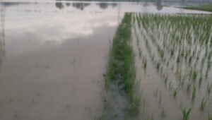 Sungai Cidurian Meluap, 24Ha Persawahan Di Kecamatan Kresek Dan Jayanti Terendam Banjir