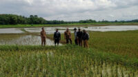 Ratusan Hektare Di 7 Kecamatan Di Kab Tangerang Alami Puso, Dinas Pertanian Usulkan Bantuan Benih Padi 2.825 KG