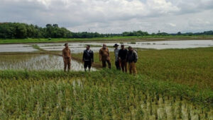 Ratusan Hektare Di 7 Kecamatan Di Kab Tangerang Alami Puso, Dinas Pertanian Usulkan Bantuan Benih Padi 2.825 KG