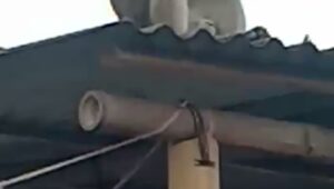 waduuh ada Monyet liar di Perumahan Tigaraksa