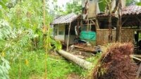 Akibat Hujan Deras dan Angin kencang Rumah Warga di Desa Ciparigi Kecamatan Sukadana Tertimpa Pohon.