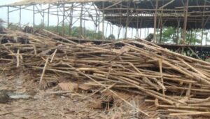 Proyek Pembangunan Kandang Ternak Ayam Desa Kedung Di Duga Belum Memiliki IMB