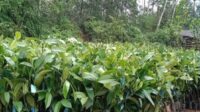 Pengadaan Bibit Manggis Hibah Luar Negeri Di Soal
