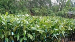 Pengadaan Bibit Manggis Hibah Luar Negeri Di Soal