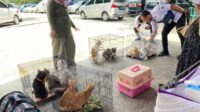 Meningkatnya Populasi Kucing Liar Di Kabupaten Tangerang, Pemkab Adakan Sterilisasi Gratis