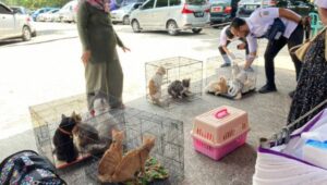 Meningkatnya Populasi Kucing Liar Di Kabupaten Tangerang, Pemkab Adakan Sterilisasi Gratis