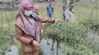 Pemkab Aceh Tamiang Lakukan Berbagai Langkah Antisipatif Pelonjakan inflasi