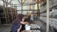 PANEN RAYA JAMUR TIRAM DI KELOMPOK TANI MEKARJAYA.