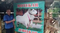 GROUP MOTEKAR SIAP MELAYANI DOMBA/KAMBING MENJELANG HARI RAYA IDUL ADHA 1444 HIJRIYAH