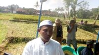 Penerapan Pola Organik Hasil Panen Melimpah “Kata Ketua Kelompok Tani Mekar IV Desa Cijulang Cihaurbeuti