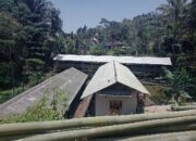 Dampak Kandang Ayam Petelor Aroma Udara Tak Sedap Serta Kompensasi 20 Ribu Satu Tahun