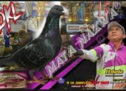 Burung Merpati Mata Nazwa hadir diLapang Depok Gapruk Dengan Total Hadiah 15 Juta.