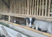 Kelompok Taruna Tani Semerah Padi “Sukses  Ternak Domba Garut