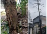 Pohon Besar Mati Satu Tahun Dikhawatirkan Tumbang Menimpa Rumah.
