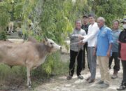 Pj Bupati Asra Serahkan Bantuan 2 Ekor Sapi kepada Wartawan untuk Meugang Ramafhan