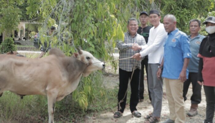 Pj Bupati Asra Serahkan Bantuan 2 Ekor Sapi kepada Wartawan untuk Meugang Ramafhan