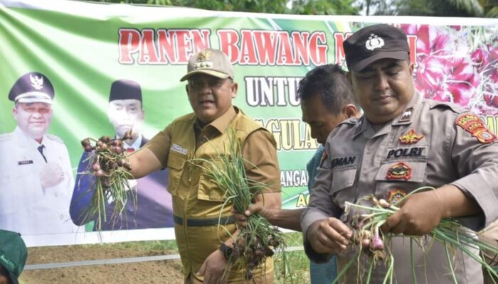 Pj Bupati Aceh Tamiang Panen Perdana Bawang Merah, Ini Kata Nya
