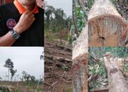 Taman Nasional Gunung Leuser Sikundur Tenggulun Itupun Diduga Porak Poranda