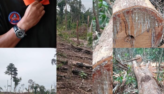 Taman Nasional Gunung Leuser Sikundur Tenggulun Itupun Diduga Porak Poranda